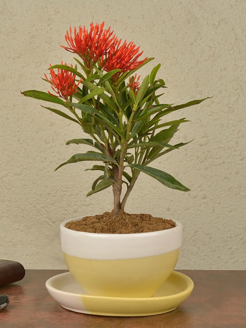 

StyleMyWay Yellow & White Colourblocked Ceramic Planter Pot With Tray