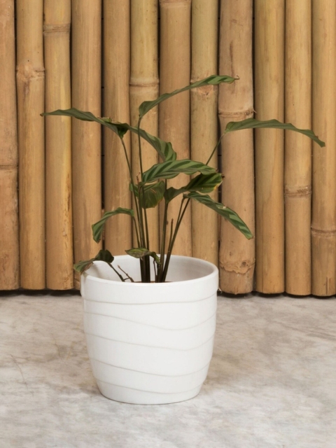 

Home Centre White Madison-Mackenzie Textured Round Planter