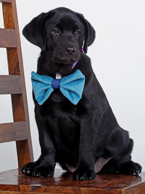 

WIGGLE TWIDDLE Turquoise-Blue Solid Dog Bow Tie