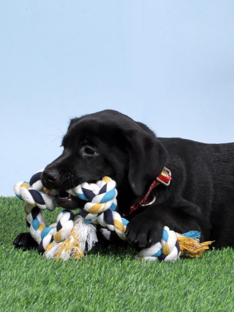 

WIGGLE TWIDDLE White & Blue Cotton Four Knot Rope Pet Toy