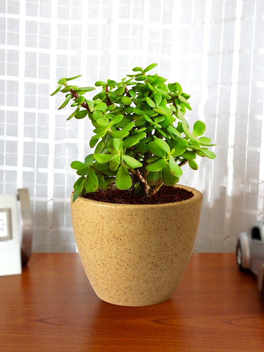 Green Natural Jade Plant in Brown Round Dew Ceramic Pot For Good Luck