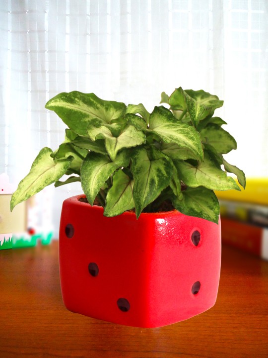 Green Natural Syngonium Plant In Red Dice Ceramic Pot For Good Luck