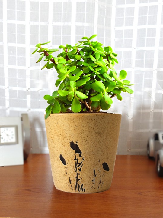 Green Natural Jade Plant in Brown Bucket Ceramic Pot For Good Luck