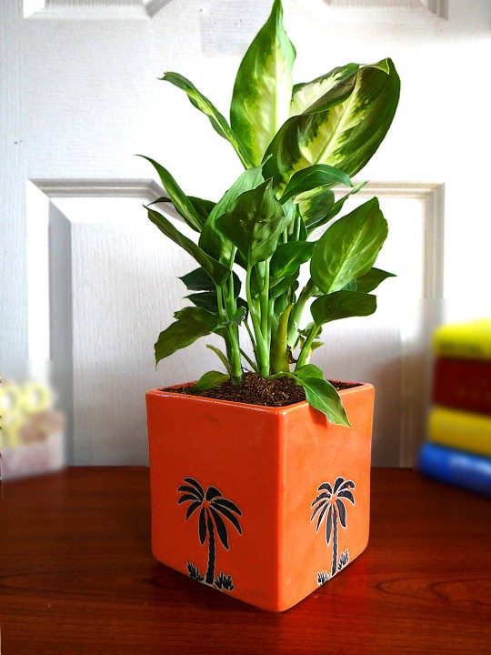 Green Natural Dieffenbachia Camilla Plant in Orange Cube Ceramic Pot For Ornamentation