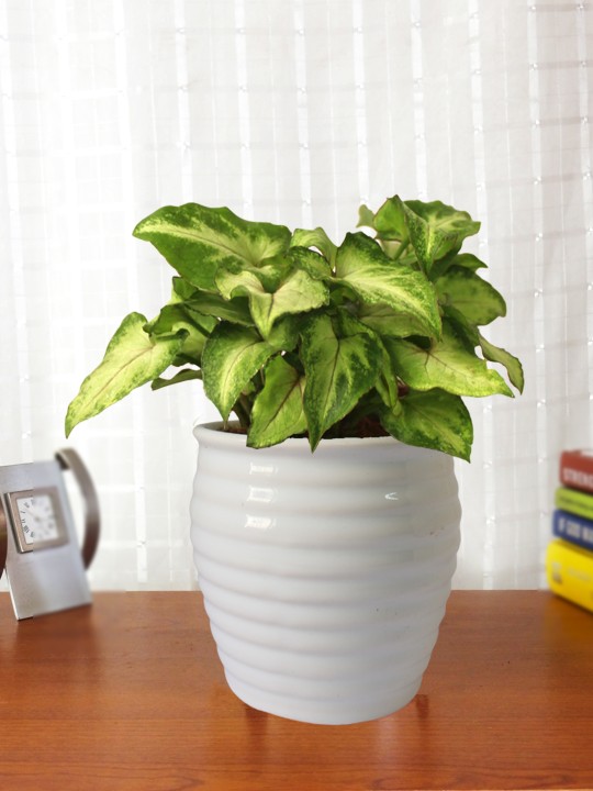 Green Natural Syngonium Plant in White Ceramic Pot For Good Luck