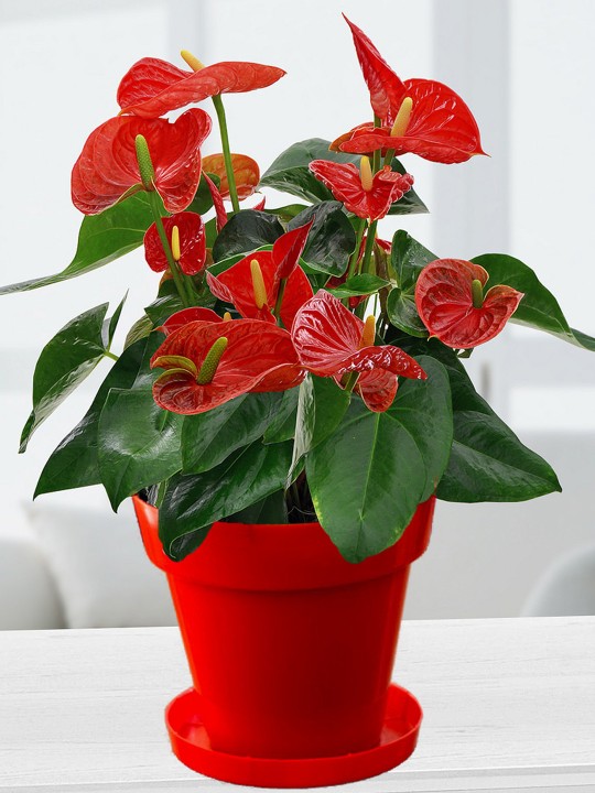Red Natural Anthurium In Red Colorista Pot For Good Luck