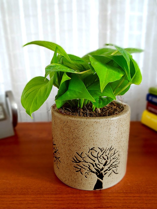 Green Money Plant in Brown Barrel Ceramic Pot For Good Luck