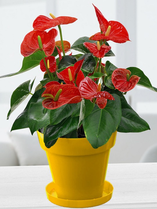 Red Natural Anthurium In Yellow Colorista Pot For Good Luck