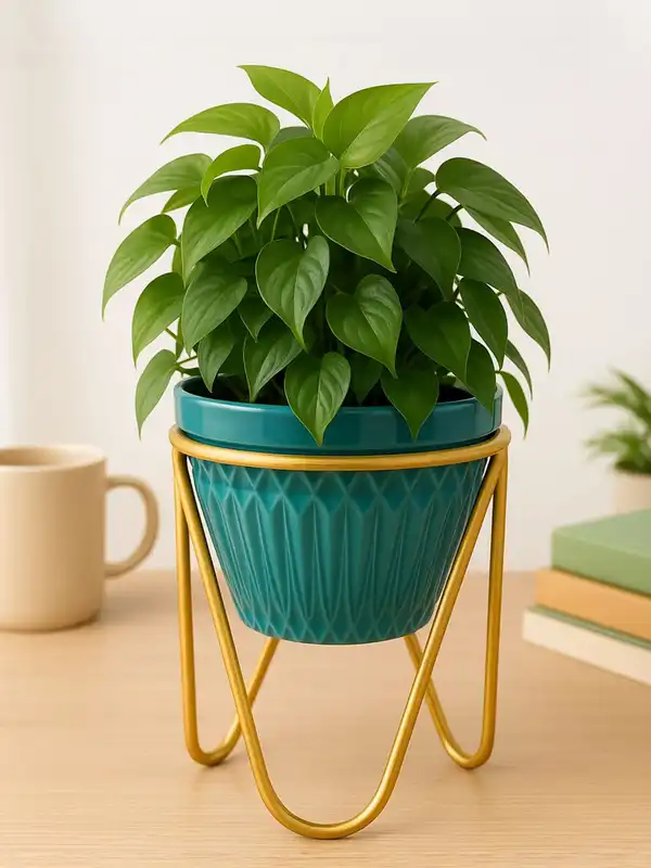 monstera aurea variegata kaufen Buy Monstera Aurea (3-5 Leaves) main image 0