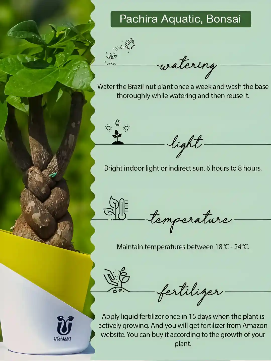 UGALOO Bonsai Pachira Aquatic Money Tree Plant With Self Watering Pot-  Inch