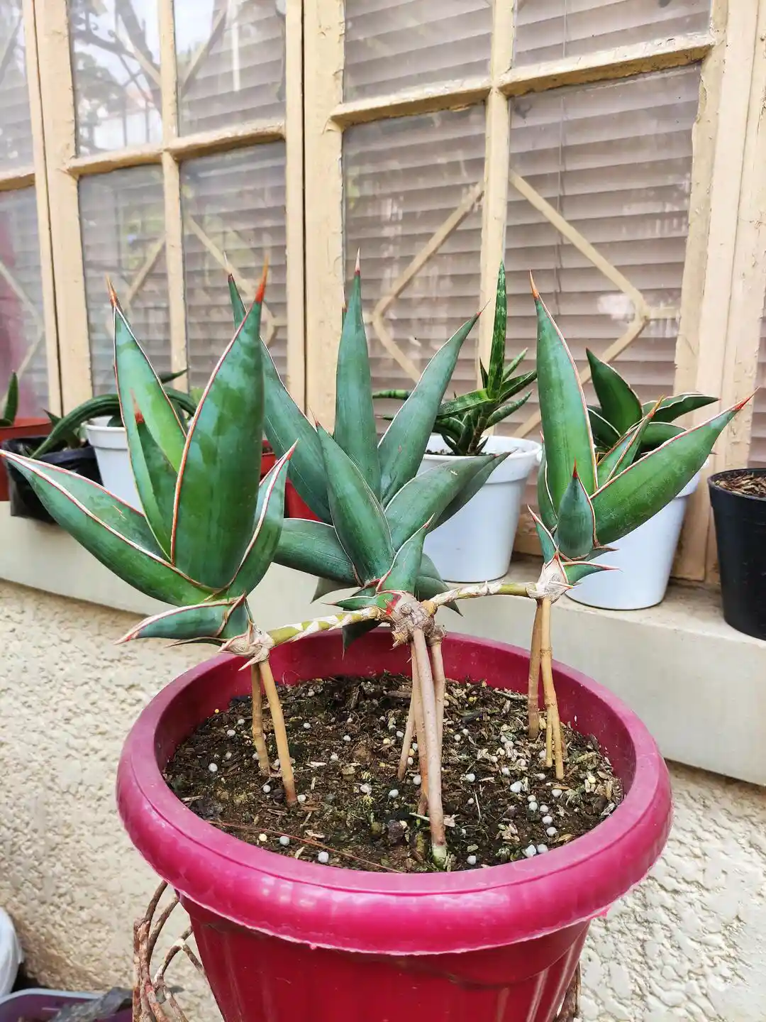 専用　Sansevieria pinguicula Longifoli 専用 Sansevieria pinguicula Longifoli Sansevieria pinguicula