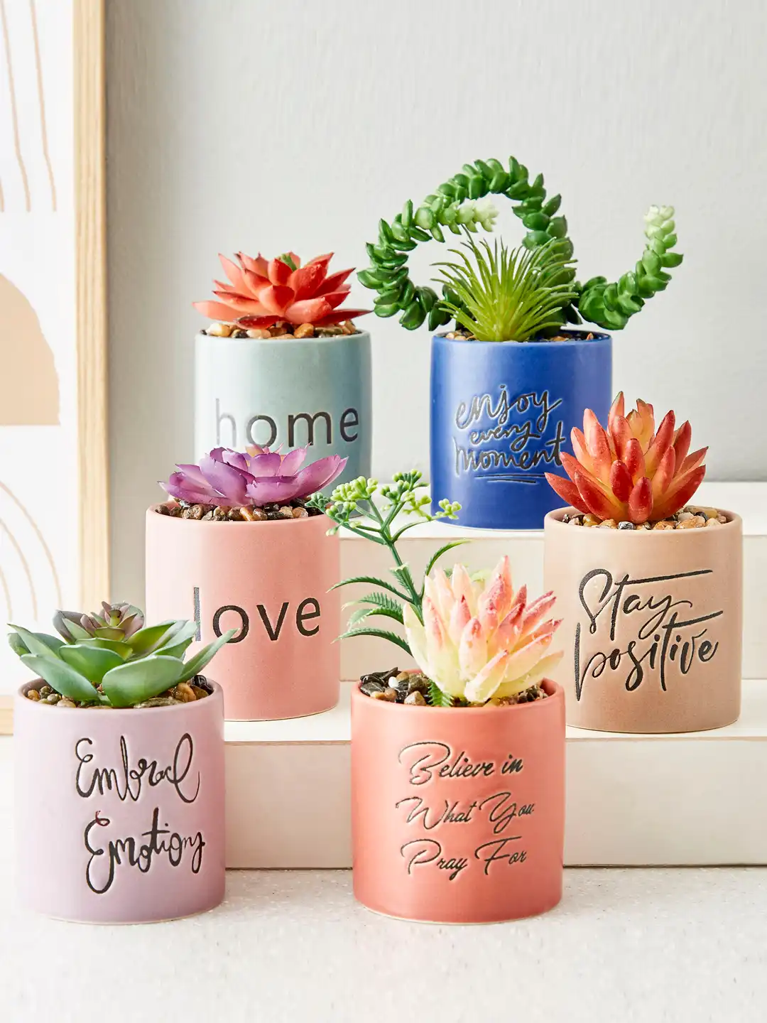 aloe type succulents Aloe Barbadensis 1gal