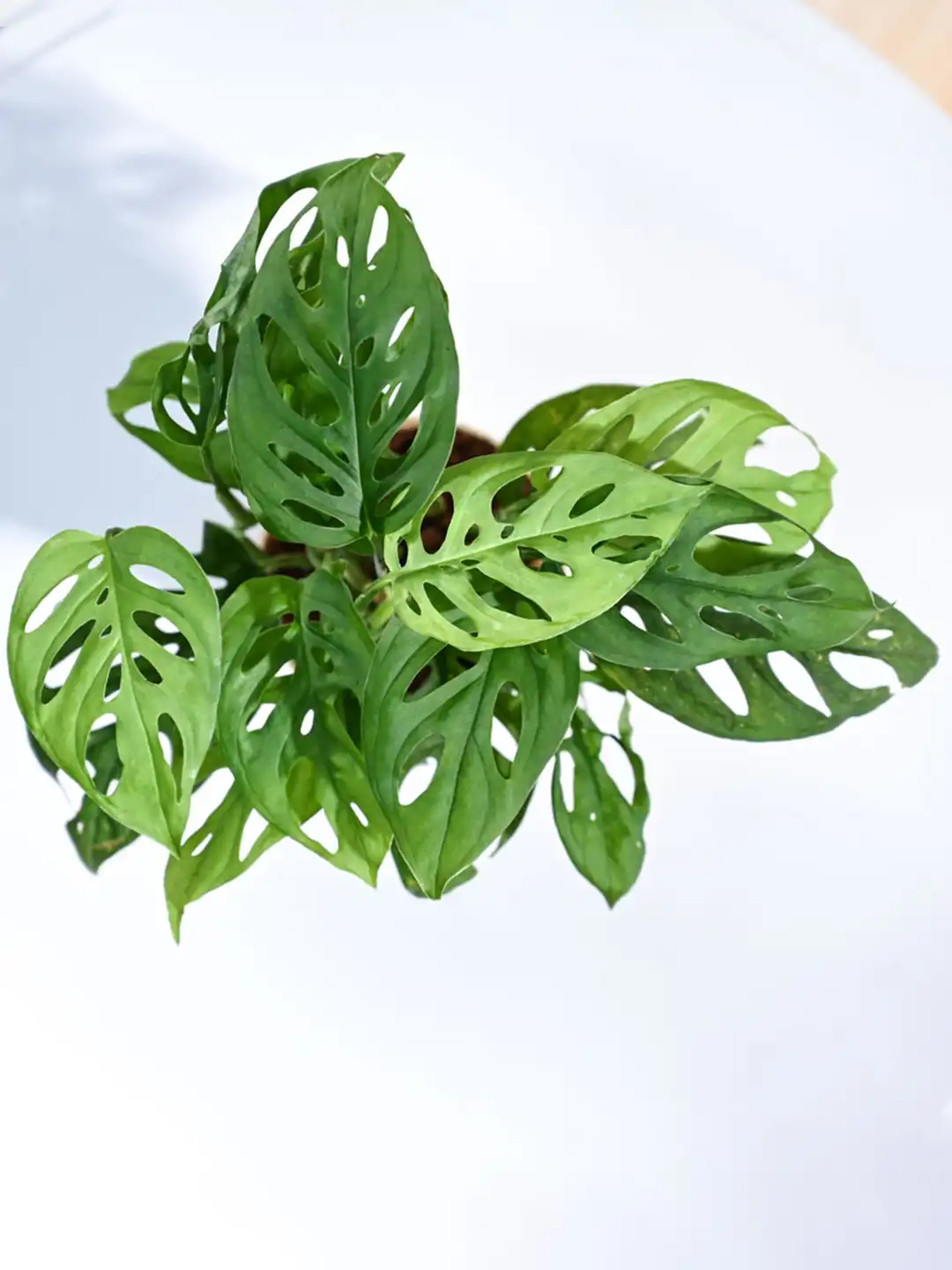 Buy UGAOO Philodendron Broken Heart Plant With Grow Pot - 24 cm - Live  Plants for Unisex 24567192 | Myntra